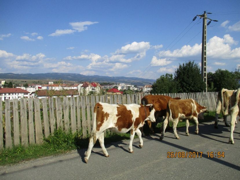  - COBORATUL DE LA STANA 2017 Dealul Alb cu vacile