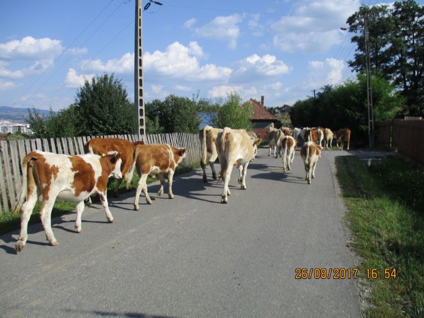  - COBORATUL DE LA STANA 2017 Dealul Alb cu vacile