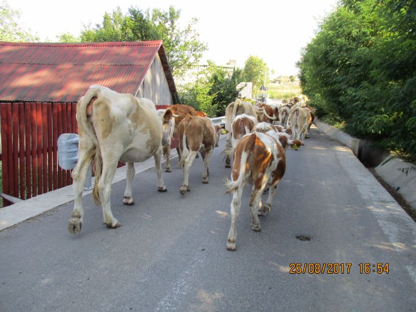  - COBORATUL DE LA STANA 2017 Dealul Alb cu vacile