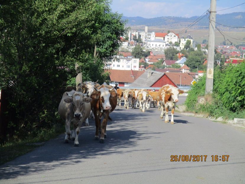  - COBORATUL DE LA STANA 2017 Dealul Alb cu vacile
