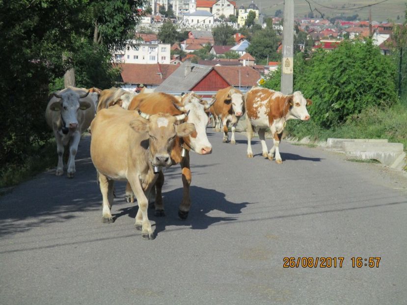  - COBORATUL DE LA STANA 2017 Dealul Alb cu vacile