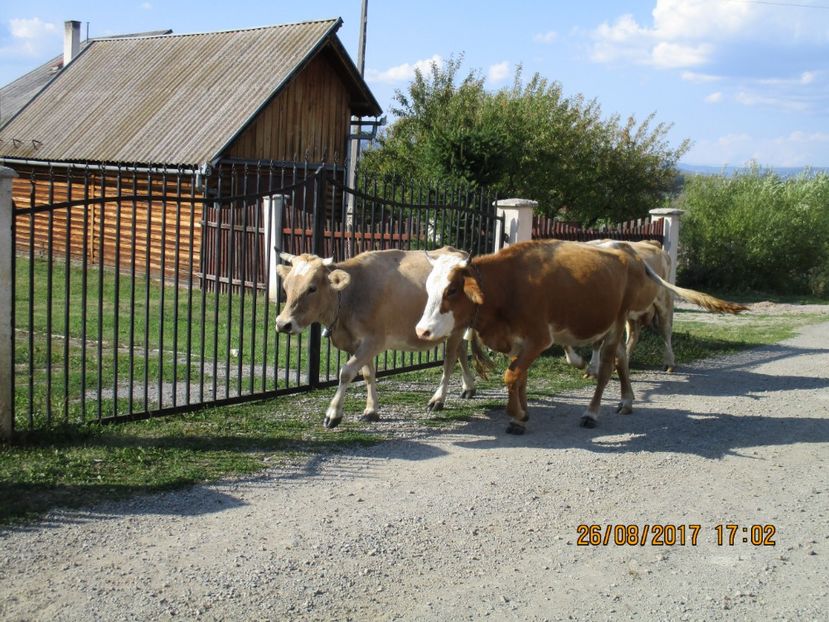  - COBORATUL DE LA STANA 2017 Dealul Alb cu vacile