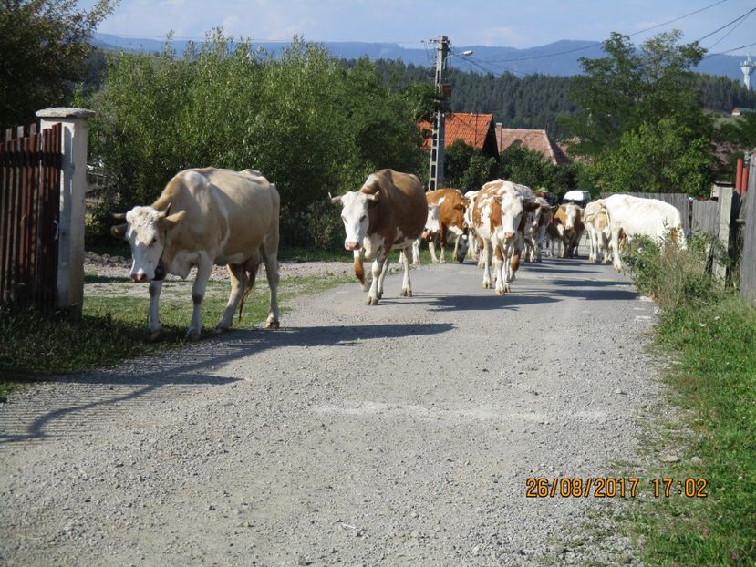  - COBORATUL DE LA STANA 2017 Dealul Alb cu vacile