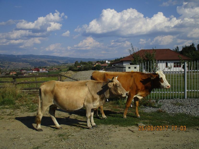  - COBORATUL DE LA STANA 2017 Dealul Alb cu vacile