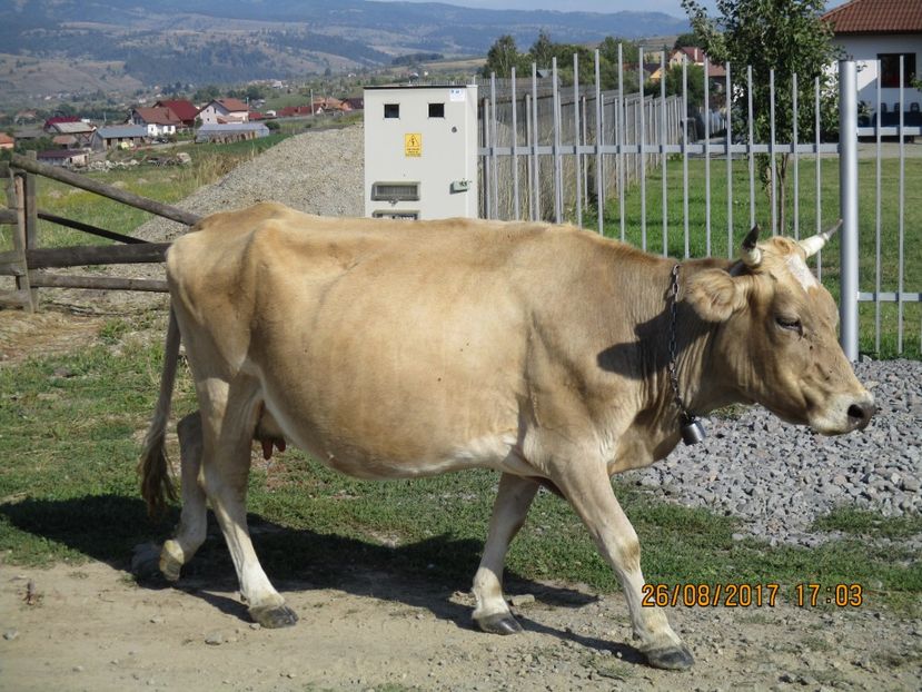  - COBORATUL DE LA STANA 2017 Dealul Alb cu vacile