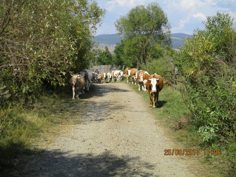  - COBORATUL DE LA STANA 2017 Dealul Alb cu vacile