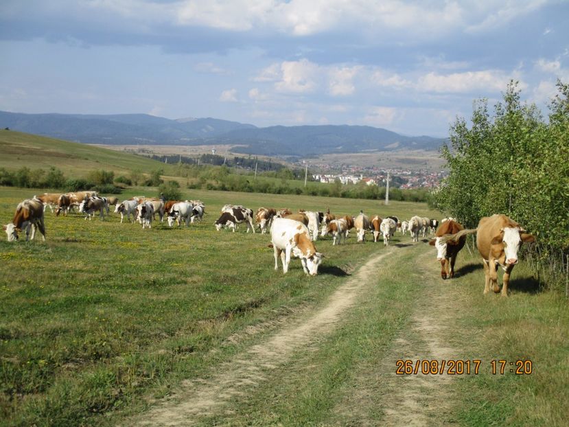  - COBORATUL DE LA STANA 2017 Dealul Alb cu vacile