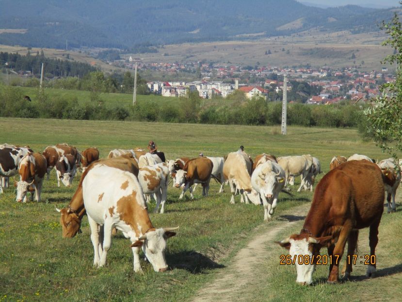  - COBORATUL DE LA STANA 2017 Dealul Alb cu vacile