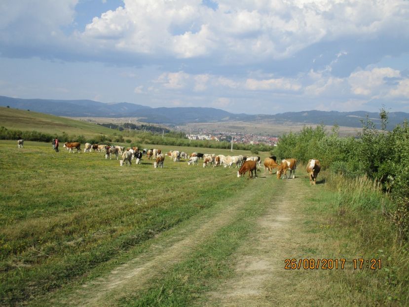  - COBORATUL DE LA STANA 2017 Dealul Alb cu vacile