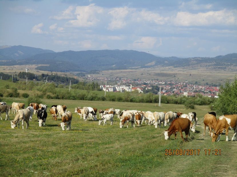  - COBORATUL DE LA STANA 2017 Dealul Alb cu vacile