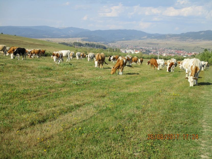  - COBORATUL DE LA STANA 2017 Dealul Alb cu vacile