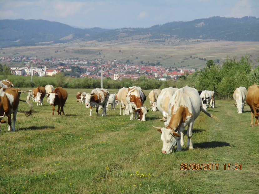  - COBORATUL DE LA STANA 2017 Dealul Alb cu vacile