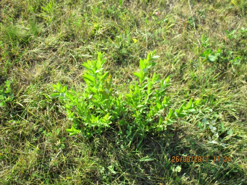  - COBORATUL DE LA STANA 2017 Dealul Alb cu vacile