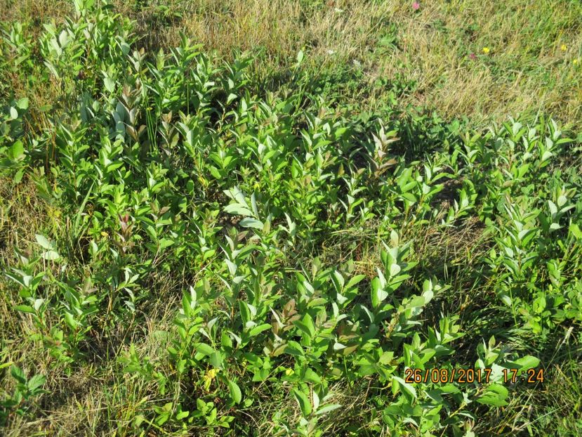  - COBORATUL DE LA STANA 2017 Dealul Alb cu vacile