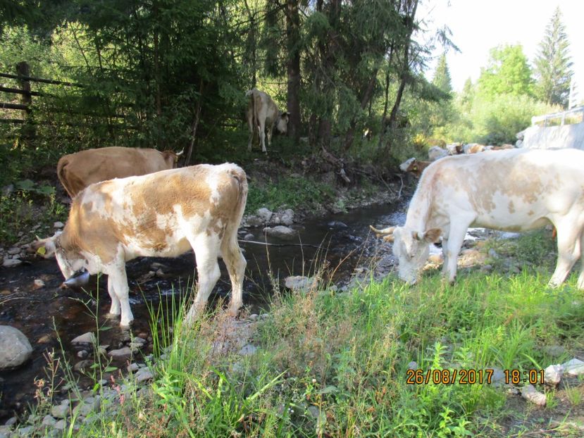  - COBORATUL DE LA STANA 2017 Dealul Alb cu vacile