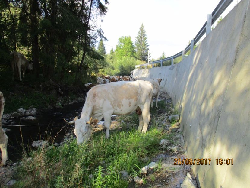 - COBORATUL DE LA STANA 2017 Dealul Alb cu vacile