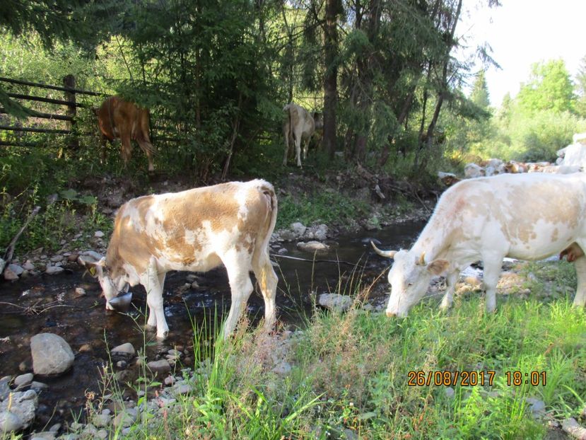  - COBORATUL DE LA STANA 2017 Dealul Alb cu vacile