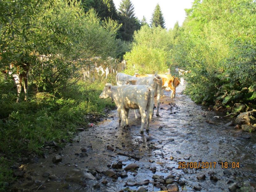  - COBORATUL DE LA STANA 2017 Dealul Alb cu vacile