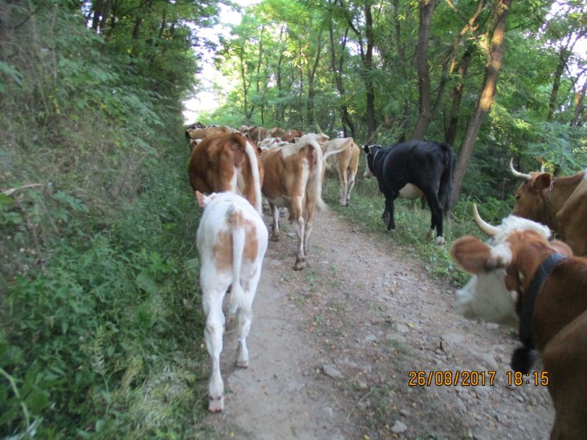  - COBORATUL DE LA STANA 2017 Dealul Alb cu vacile