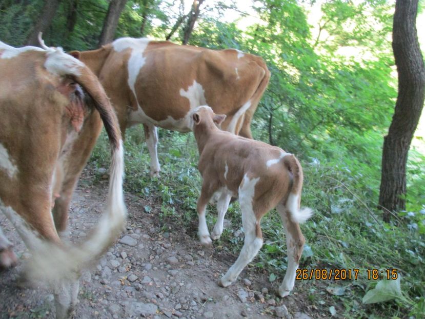  - COBORATUL DE LA STANA 2017 Dealul Alb cu vacile