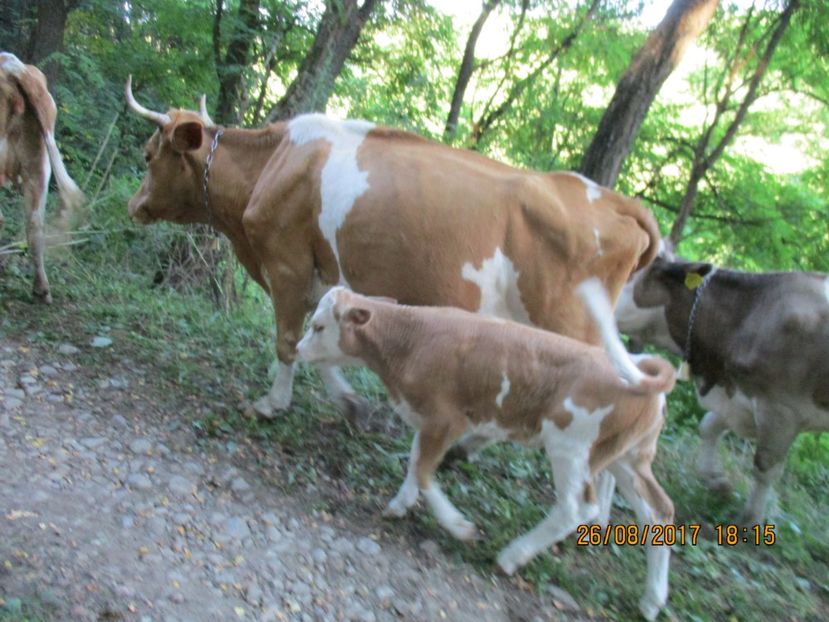 - COBORATUL DE LA STANA 2017 Dealul Alb cu vacile