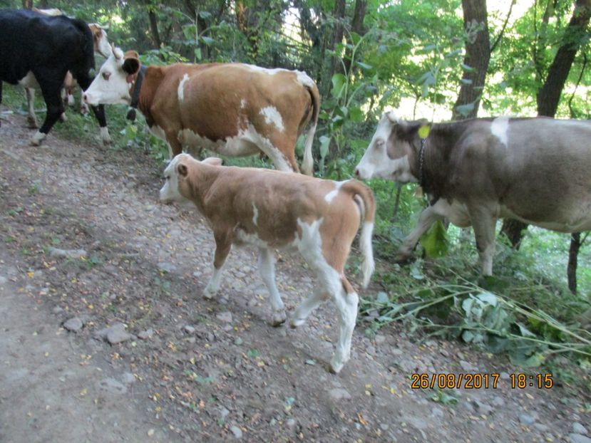  - COBORATUL DE LA STANA 2017 Dealul Alb cu vacile