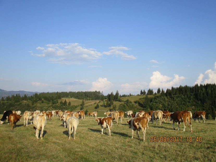  - COBORATUL DE LA STANA 2017 Dealul Alb cu vacile