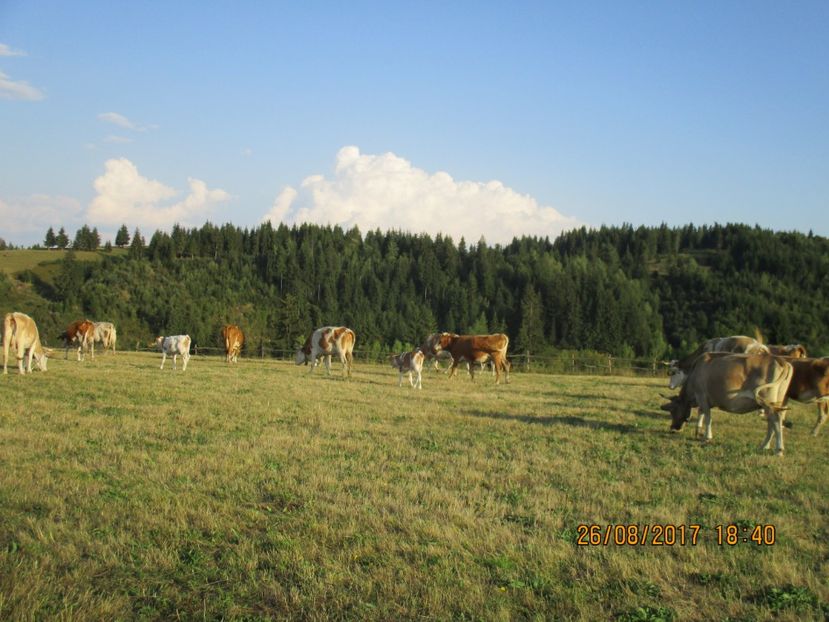  - COBORATUL DE LA STANA 2017 Dealul Alb cu vacile