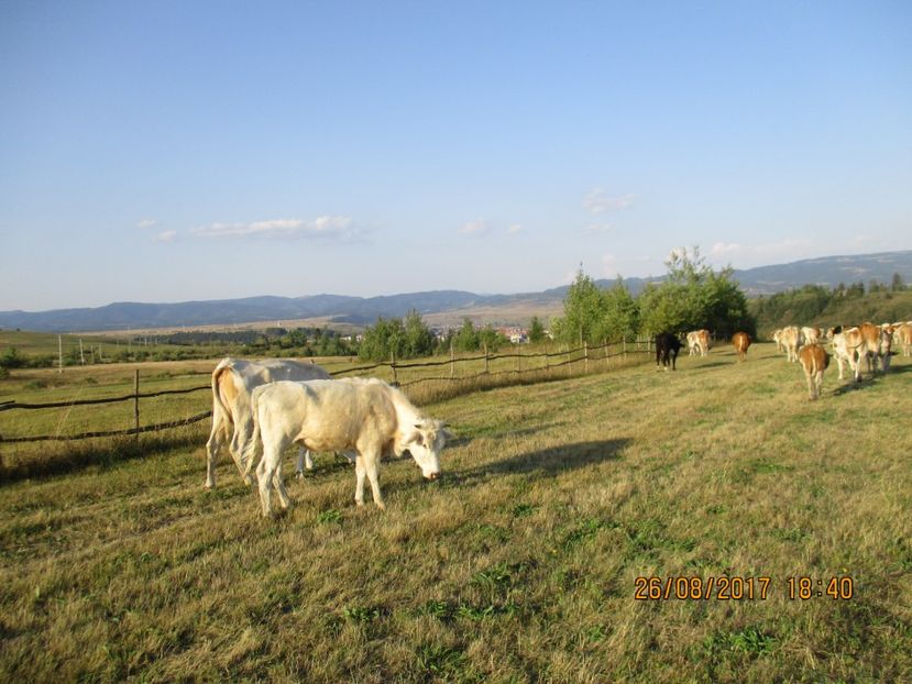  - COBORATUL DE LA STANA 2017 Dealul Alb cu vacile