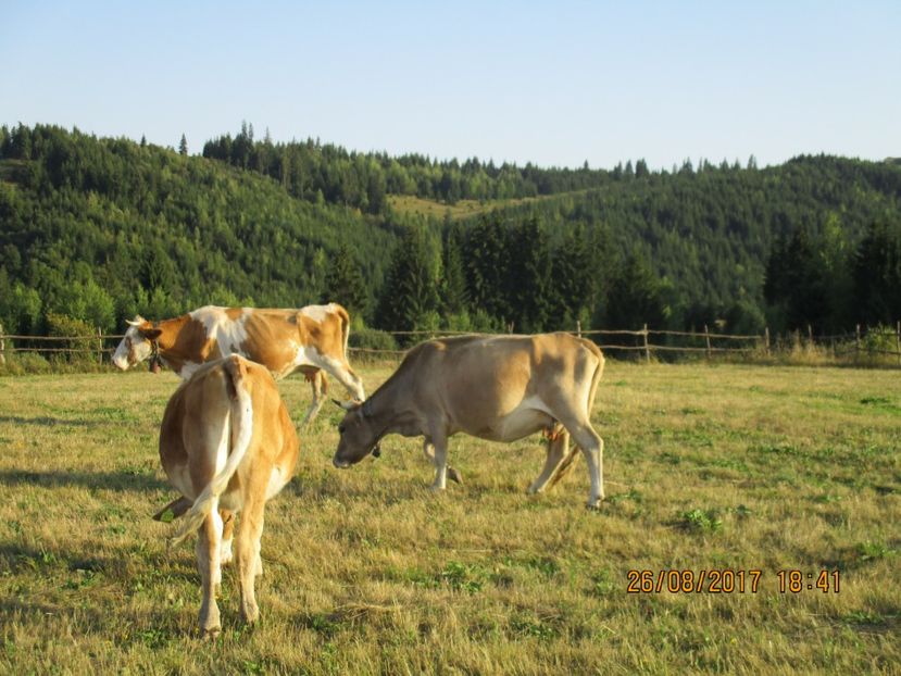  - COBORATUL DE LA STANA 2017 Dealul Alb cu vacile