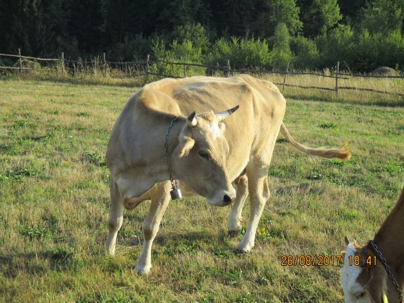  - COBORATUL DE LA STANA 2017 Dealul Alb cu vacile