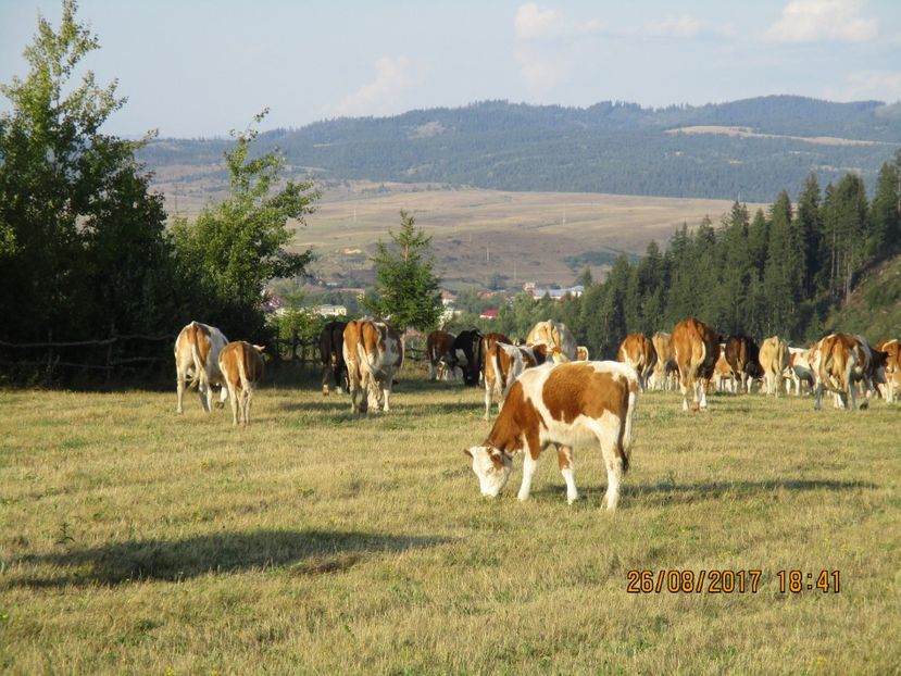  - COBORATUL DE LA STANA 2017 Dealul Alb cu vacile