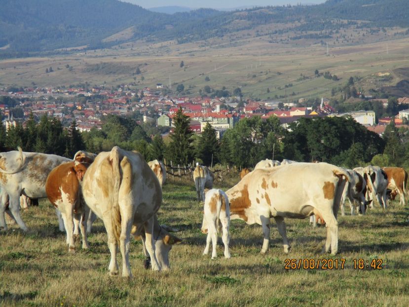  - COBORATUL DE LA STANA 2017 Dealul Alb cu vacile