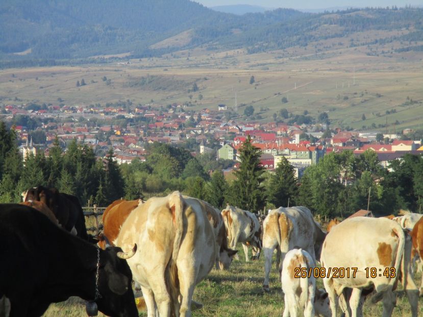  - COBORATUL DE LA STANA 2017 Dealul Alb cu vacile