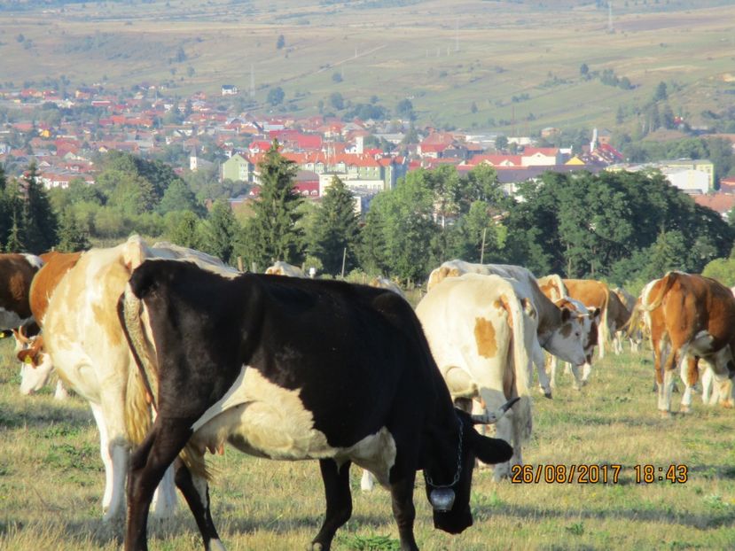  - COBORATUL DE LA STANA 2017 Dealul Alb cu vacile