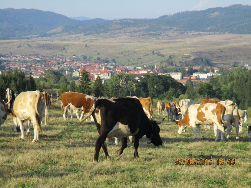 - COBORATUL DE LA STANA 2017 Dealul Alb cu vacile