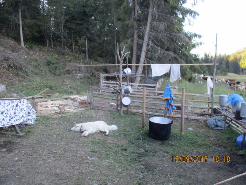  - COBORATUL DE LA STANA 2017 OILE SI VACILE 16 09