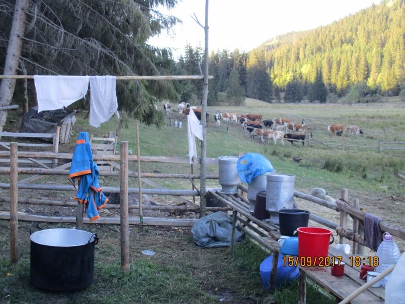  - COBORATUL DE LA STANA 2017 OILE SI VACILE 16 09