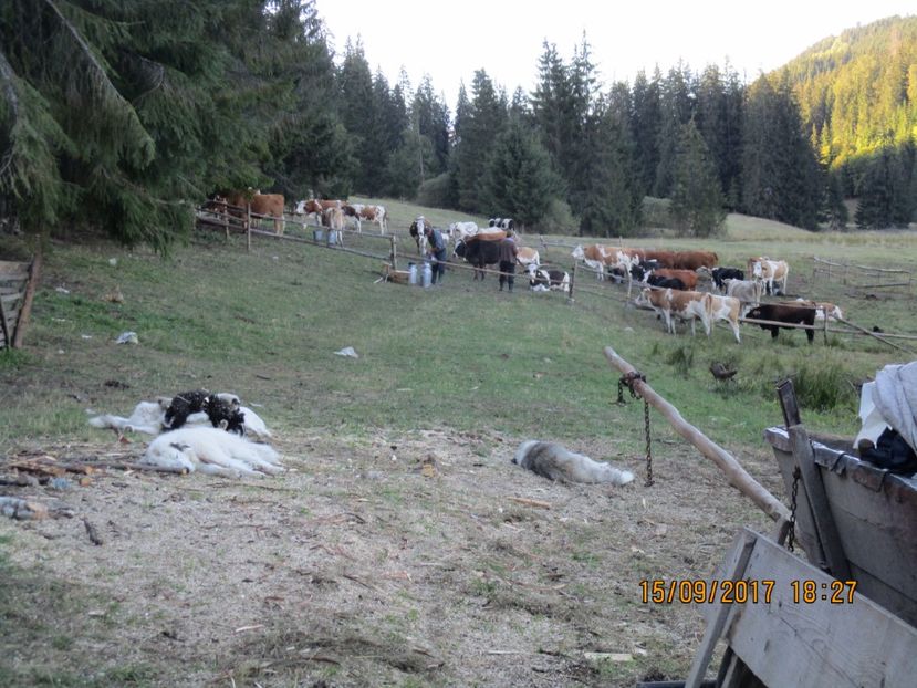  - COBORATUL DE LA STANA 2017 OILE SI VACILE 16 09