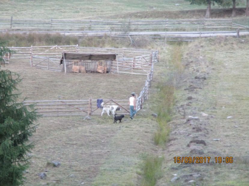  - COBORATUL DE LA STANA 2017 OILE SI VACILE 16 09