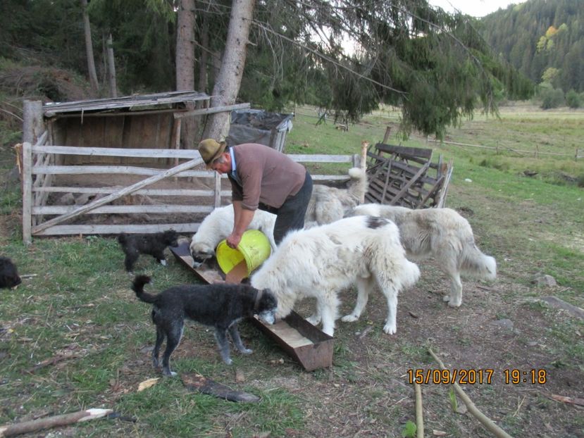  - COBORATUL DE LA STANA 2017 OILE SI VACILE 16 09
