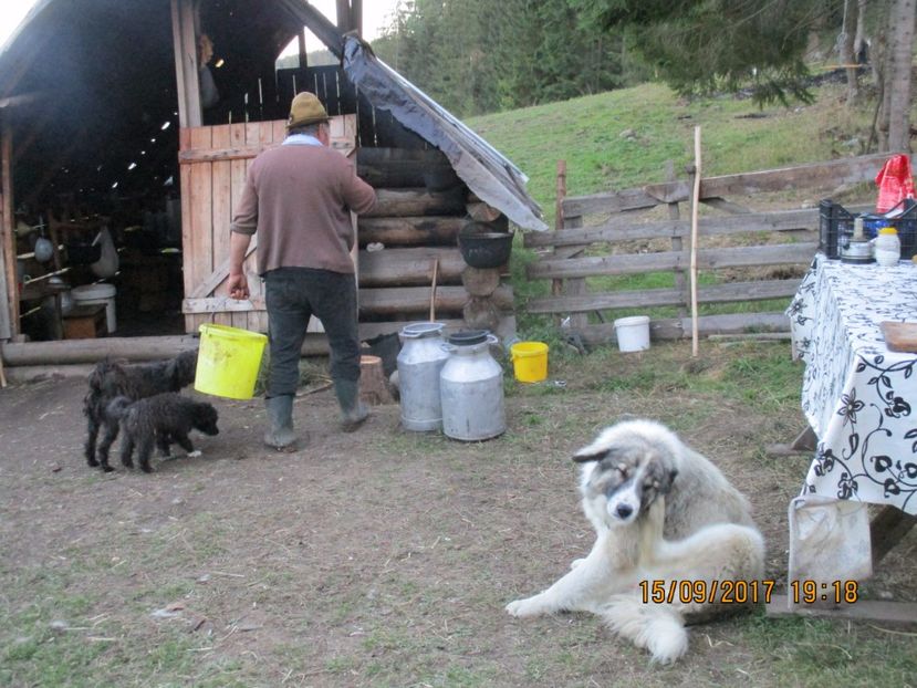  - COBORATUL DE LA STANA 2017 OILE SI VACILE 16 09