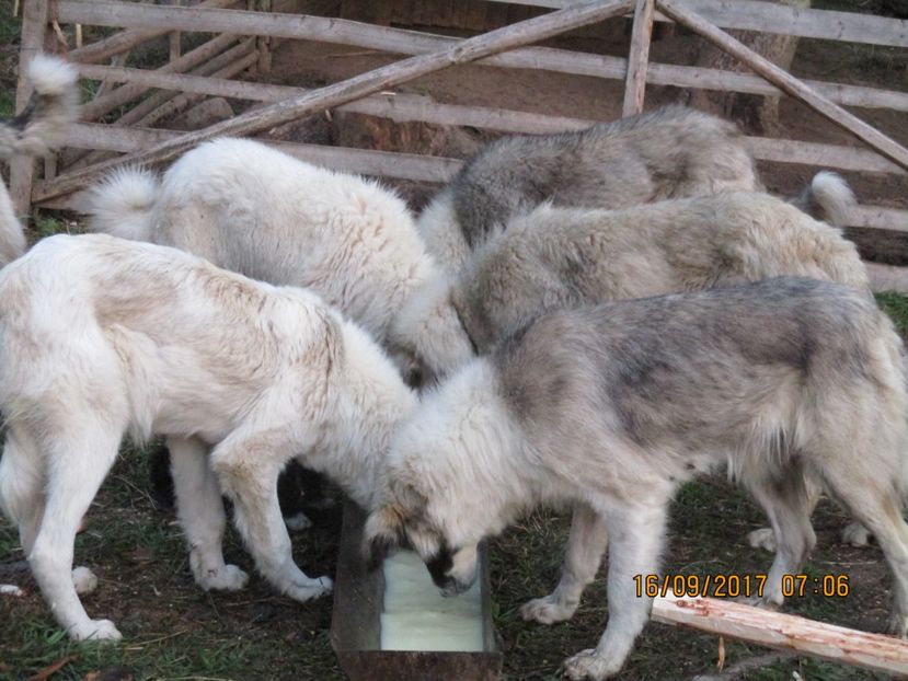  - COBORATUL DE LA STANA 2017 OILE SI VACILE 16 09