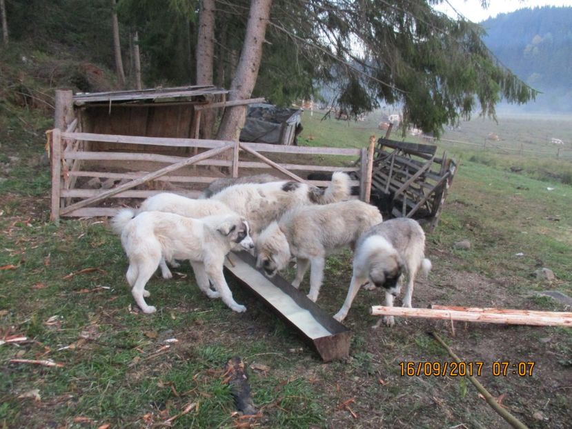  - COBORATUL DE LA STANA 2017 OILE SI VACILE 16 09