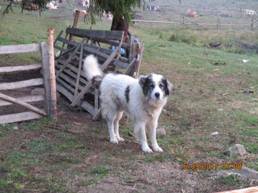  - COBORATUL DE LA STANA 2017 OILE SI VACILE 16 09