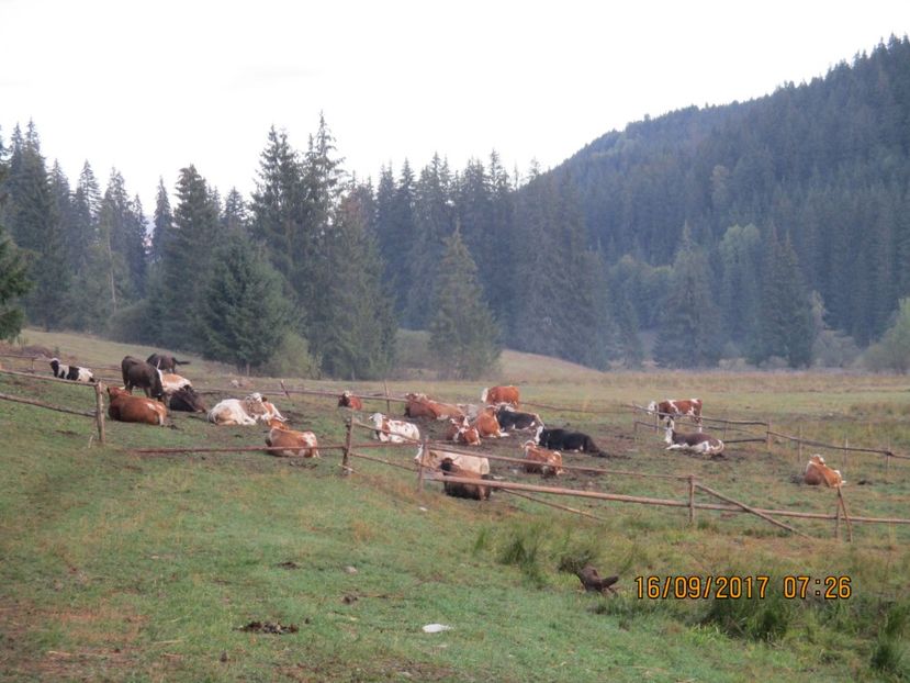  - COBORATUL DE LA STANA 2017 OILE SI VACILE 16 09
