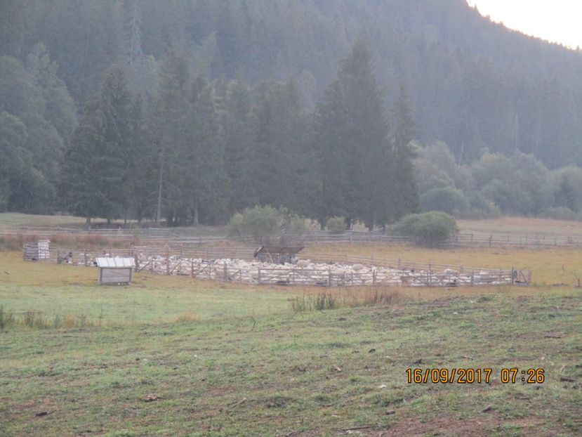  - COBORATUL DE LA STANA 2017 OILE SI VACILE 16 09