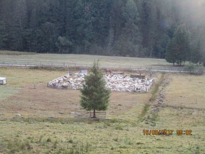  - COBORATUL DE LA STANA 2017 OILE SI VACILE 16 09