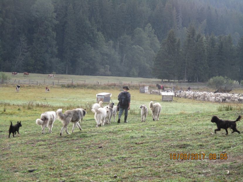  - COBORATUL DE LA STANA 2017 OILE SI VACILE 16 09