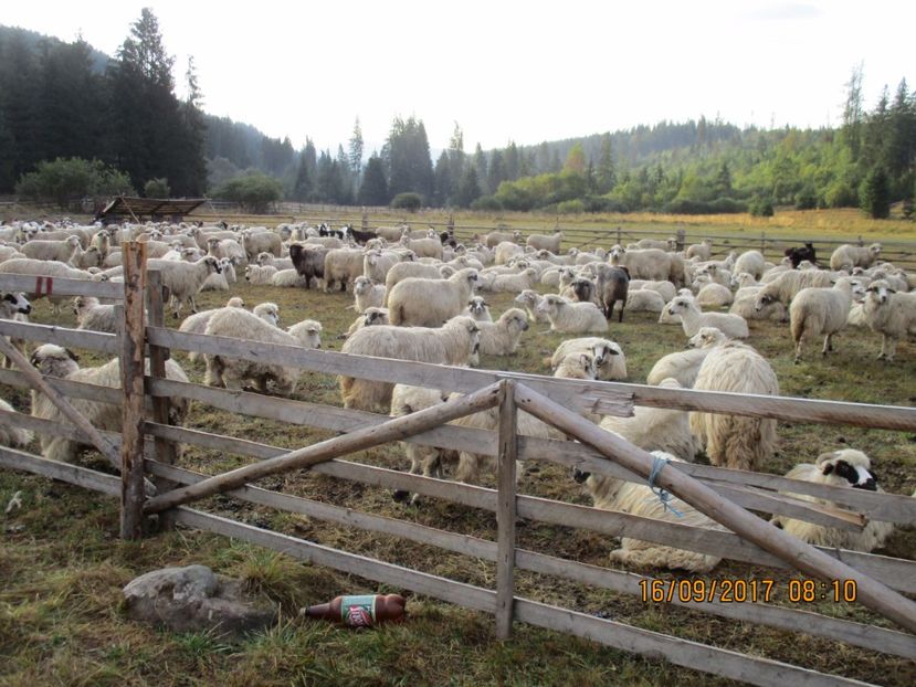  - COBORATUL DE LA STANA 2017 OILE SI VACILE 16 09